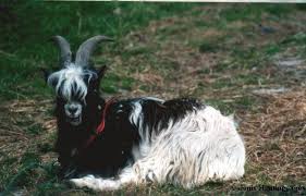 Goats By Breed Norwegian Goatworld Com Breeds Goats Norwegian
