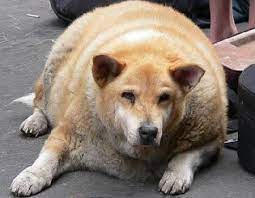Listen to music from fat dog like i'm not scoobidoobidoo and i am not scoobi doobi doo. Fat Dog è‚¥ç‹— Pets Corner Grooming Centre
