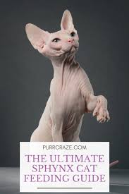 The Ultimate Sphynx Cat Feeding Guide Purr Craze