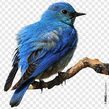 Pin By Valdinei Sarto On Birds Png Image Blue Bird Bird Png