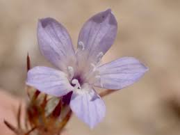 Image result for Erucastrum arabicum