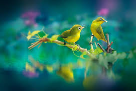 Download hd wallpapers for free on unsplash. 1082x1922px Free Download Hd Wallpaper Beautiful Birds Wallpaper Flare