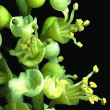 Image result for Ateleia herbert-smithii