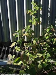 Image result for Solanum scabrum