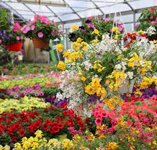 Flowers for sale to plant. Greenhouse With Beautiful Flowers And Plants For Sale Stock Photo Picture And Royalty Free Image Image 120424721