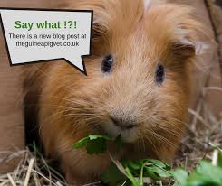 The guinea pig vet can answer questions about: I Am Pleased To Announce That I Have The Guinea Pig Vet Facebook
