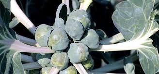 Säen kann man im juli schnell wachsende gemüsesorten. Rosenkohl Pflanzen Tipps Zu Standort Pflege Und Ernte Utopia De