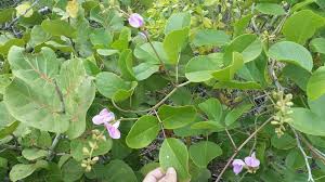 Image result for Canavalia