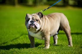 He is also mischievous and slightly stubborn. English Bulldog Dogs And Puppies For Sale In The Uk Pets4homes