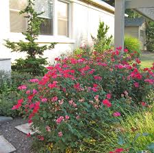 Knock out roses fit well into most landscapes and deadheading the old growth of blooms is not required. Landscape Roses All Things Roses Landscape