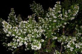 Image result for Erica silvatica