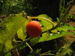 Image result for Solanum capsicoides