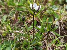 Image result for Swertia pleurogynoides