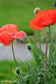 Maybe you would like to learn more about one of these? 6 Must Know Poppies How To Grow These Pretty Poppy Flowers From Seed Garden Therapy