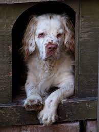Clumber spaniel puppies for sale europe. Ihavelotsofdogs Percy By Phil S Hat On Flickr Clumber Spaniel Dog Breeds Medium Spaniel Breeds Clumber Spaniel