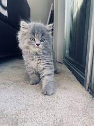 British Longhair Cats For Sale Miami Fl British Longhair Cats British Shorthair Kittens British Longhair Cat