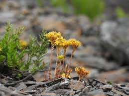 Image result for Chlorophytum stenopetalum