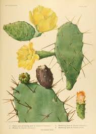 Body choice nopal cactus, 2 tbs. 44 Best Soculents Images Botanical Art Botanical Illustration Botanical Prints