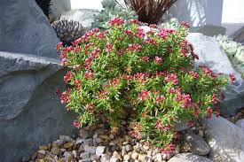 Image result for Crassula sarcocaulis