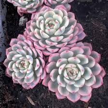 Image result for Humularia minima