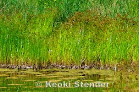 Image result for Cyperus maculatus
