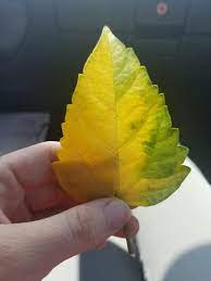 These conditions aren't unrelated, the tricky part is figuring out which condition came first. Hibiscus Leaf Turning Yellow No Sign Of Insects On This Plant Does Anyone Know What Could Be Causing Hibiscus Leaves Turning Yellow Hibiscus Leaves Hibiscus