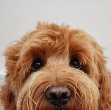 Pin By Kamila Bedla On P U P P Y L O V E Cute Dogs Animals Goldendoodle Puppy