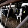 Story image for CETA european advantage from Toronto Star