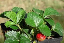 Sign up or log in now to post in forums. Strawberry Fragaria Spp Growing Planting Caring