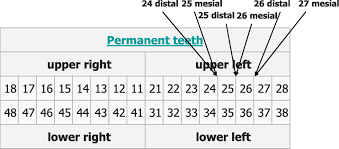 Fdi Notation To Indicate The Position Of A Tooth And The