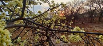 Image result for Rourea orientalis