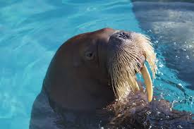 Image result for walrus