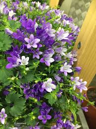 Campanula Violet Flower Purple Flowers Flower Garden