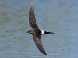 Результат пошуку зображень за запитом "стриж"