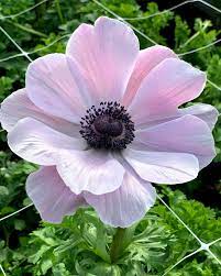 Google Image Result For Https Cdn Shopify Com S Files 1 1308 3047 Products Anemone Mistral Rarity 0 2a3a8499 3c03 41bb 9 Anemone Spring Plants Planting Bulbs