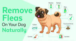 How to check your dog for fleas? 30 Ways To Naturally Prevent And Get Rid Of Fleas On Dogs Jet Pet Resort