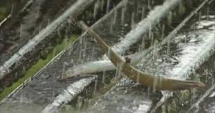 Denmark Singapore Australia And China Have Famously Once A Century Rained Fish The Nearby And Mass Populations Of Eggs In Th Nature Water Animals Amazing