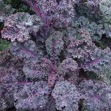 Image result for kadeřávek