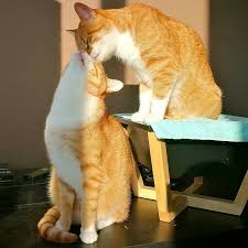 Cats That Groom Each Other On A Bbq What Else Do You Need In Your Life Gatos Animales