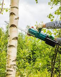 Zum birke schneiden eignen sich frostfreie herbsttage. Mann Schneiden Frische Birke Gegen Den Himmel Mit Elektrischen Kettensagen Lizenzfreie Fotos Bilder Und Stock Fotografie Image 70255236