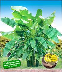 Bananenpflanzen sind ein echter hingucker. Baldur Garten Winterharte Bananen Grun 1 Pflanze Faserbanane Bananenbaum Musa Basjoo Bananenpflanze Amazon De Garten