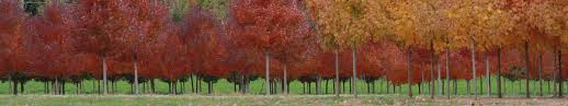 Maybe you would like to learn more about one of these? Nursery Frese Ornamental Nursery