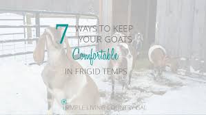 How To Help Your Goats Cope With Winter Simple Living Country Gal