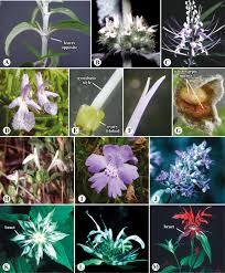 Image result for Lamiaceae