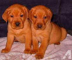 Maybe you would like to learn more about one of these? Akc Ofa Pennhip Cert Fox Red Labrador Retriever Puppies Fox Red Labrador Labrador Retriever Fox Red Labrador Puppy