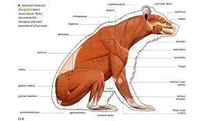 M Movement Anatomy Bear Face Drawing Anatomy Reference