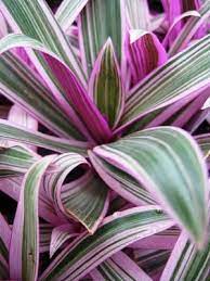 Check spelling or type a new query. Check Out The Deal On Tradescantia Tricolor At Landcraft Environments Pretty Plants Plant Goals Plants