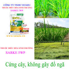 Sarke 5WP