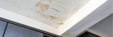 Image result for what is the best stain blocker paint