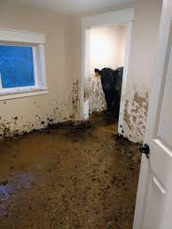 Follow these steps to list your house on the mls for sale by owner: Cows Spend Month Roaming In Newly Built House And Riddle It With Poo Metro News
